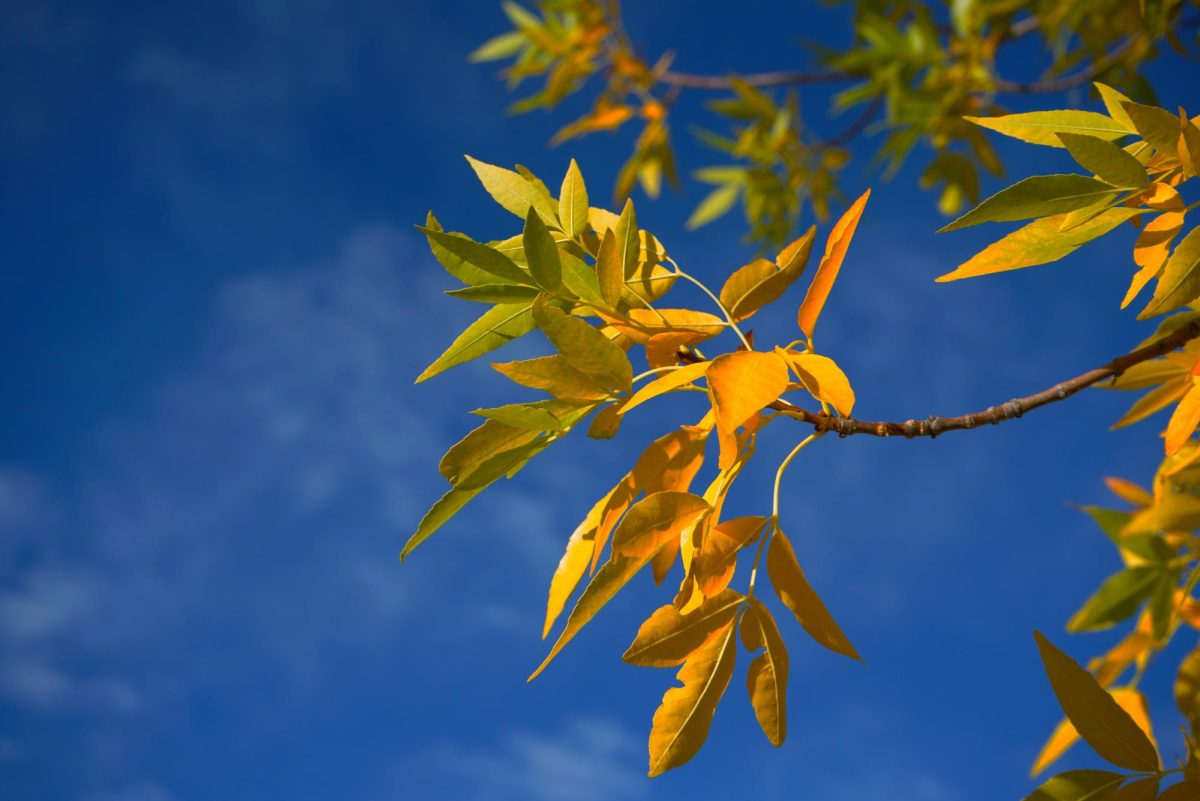 Nature Photos